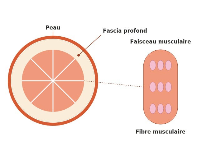 Métaphore de l'orange pour expliquer les fascias Illustration d'une orange comparée à la structure du muscle et du fascia profond