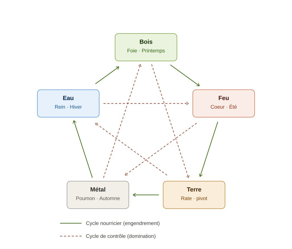 Le cycle des cinq éléments présenté par Michel Brunet, ostéopathe à Bègles